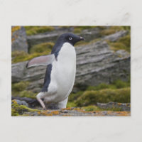 Adelie Penguin Postcard