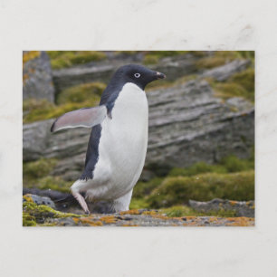 Adelie Penguin Postcard Postkarte