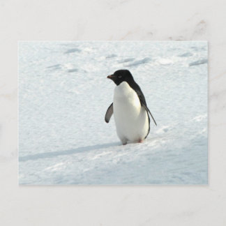 Adelie Penguin Postkarte