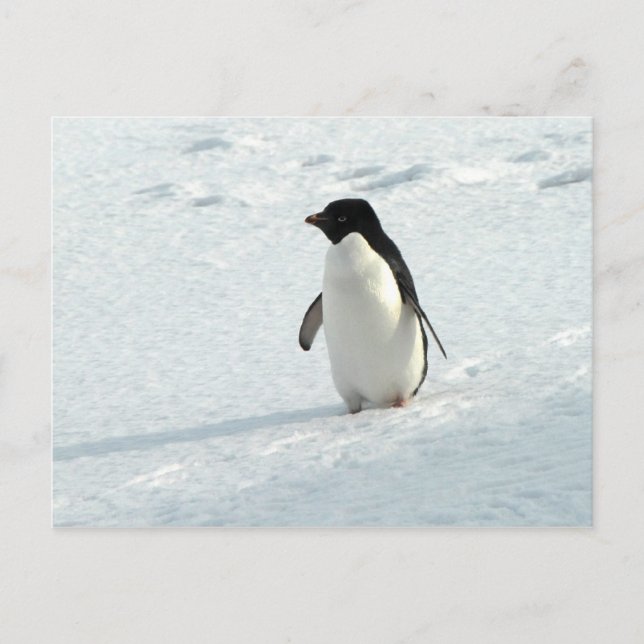 Adelie Penguin Postkarte (Vorderseite)