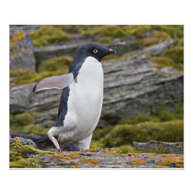 Adelie Penguin Print Fotodruck (Vorne)