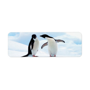 Adelie Penguins