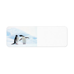Adelie Penguins