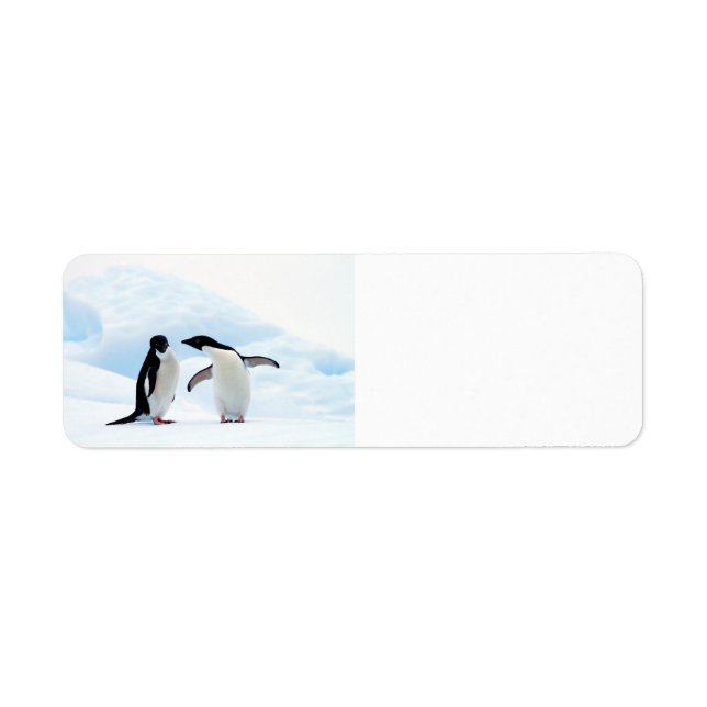 Adelie Penguins (Vorne)