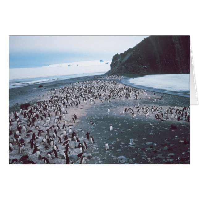 Adelie Penguins (Vorderseite (Horizontal))