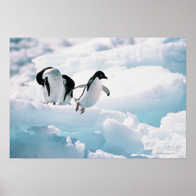 Adelie Penguins | Antarktis Poster (Vorne)
