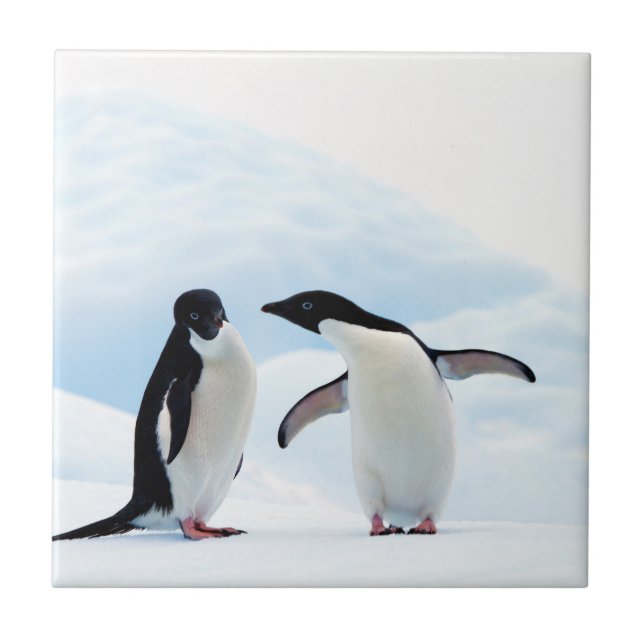 Adelie Penguins Fliese (Vorderseite)