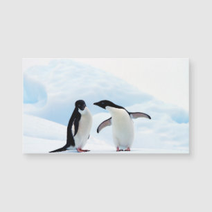 Adelie Penguins Magnetkarte