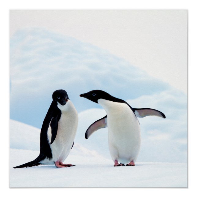 Adelie Penguins Poster (Vorderseite)
