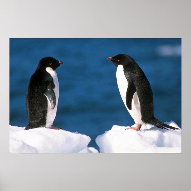 Adelie Penguins Poster (Vorne)