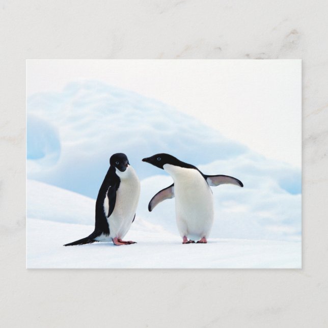 Adelie Penguins Postkarte (Vorderseite)