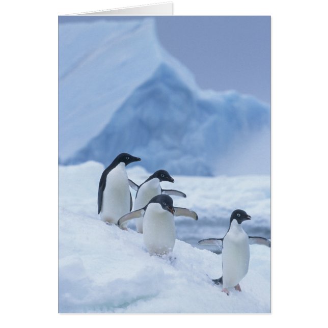 Adelie Penguins (Pygoscelis adeliae) auf Eis, (Vorne)