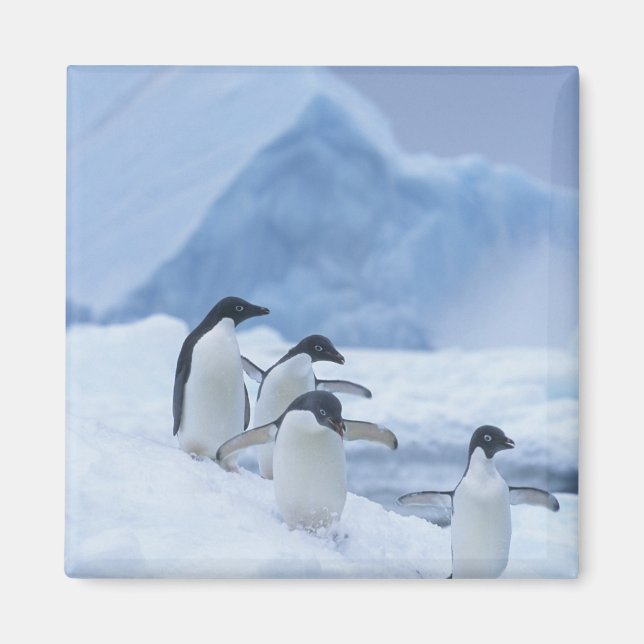 Adelie Penguins (Pygoscelis adeliae) auf Eis, Magnet (Vorne)