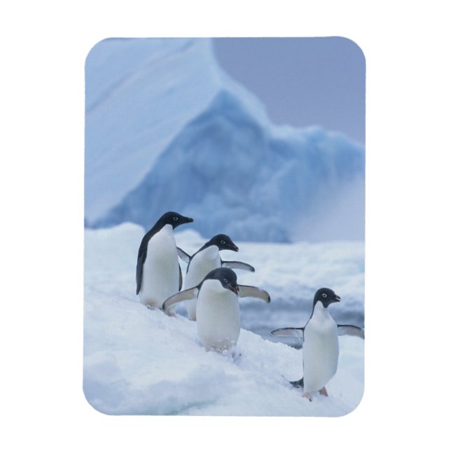 Adelie Penguins (Pygoscelis adeliae) auf Eis, Magnet (Vertikal)