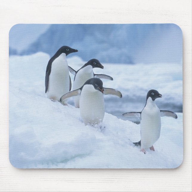 Adelie Penguins (Pygoscelis adeliae) auf Eis, Mousepad (Vorne)