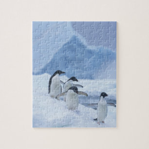 Adelie Penguins (Pygoscelis adeliae) auf Eis, Puzzle