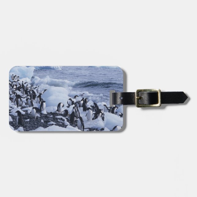 Adelie Penguins Pygoscelis adeliae Gepäckanhänger (Vorderseite horizontal)