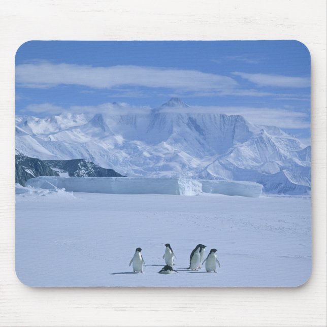 Adelie Penguins, Pygoscelis adeliae), Mousepad (Vorne)