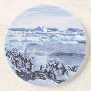 Adelie Penguins Pygoscelis adeliae Sandstein Untersetzer