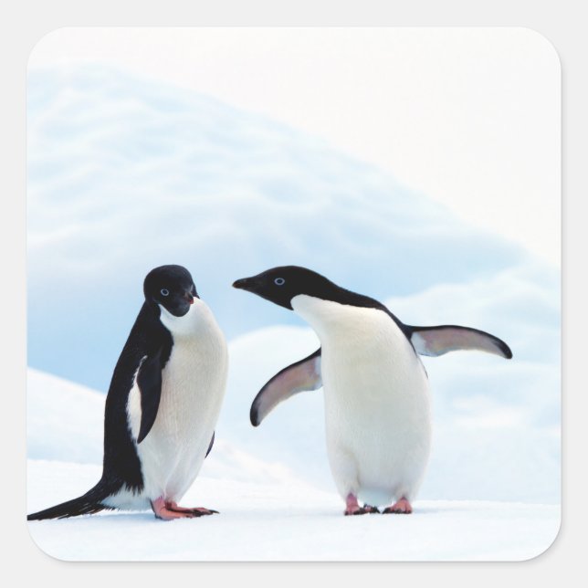 Adelie Penguins Quadratischer Aufkleber (Vorderseite)