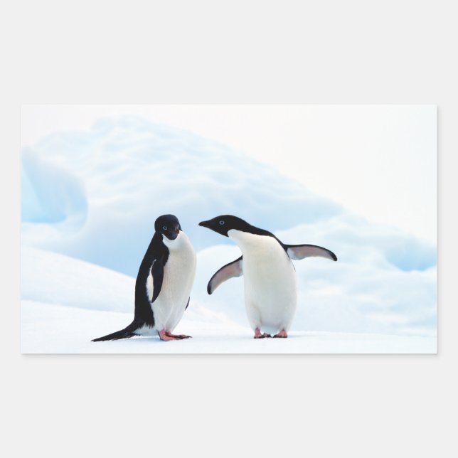 Adelie Penguins Rechteckiger Aufkleber (Vorderseite)