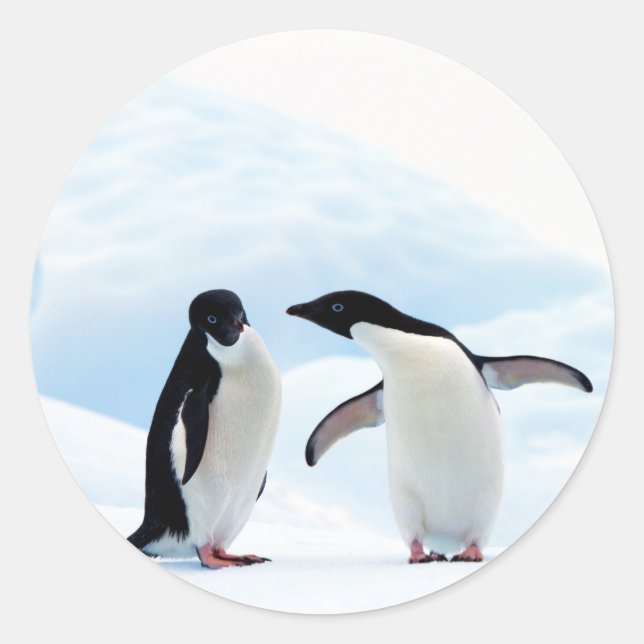 Adelie Penguins Runder Aufkleber (Vorderseite)