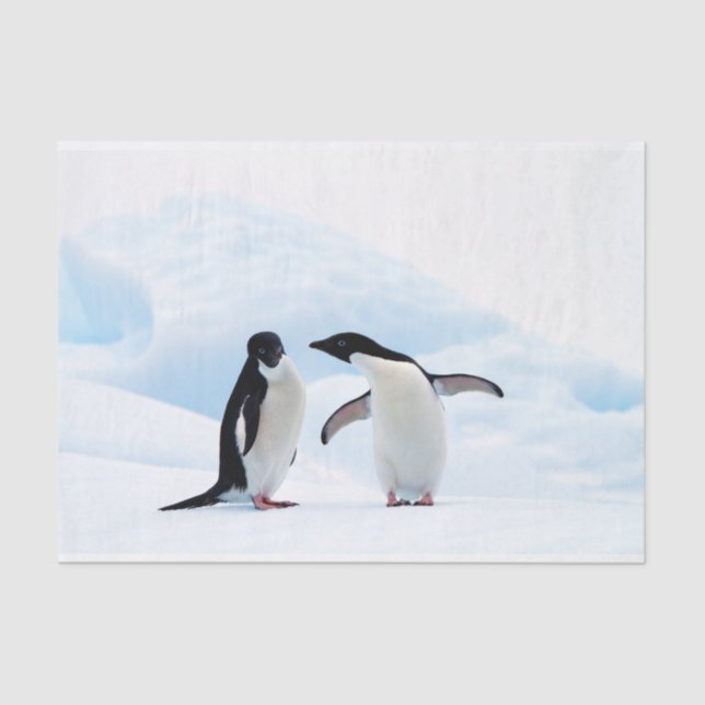 Adelie Penguins Seidenpapier (Vorderseite)