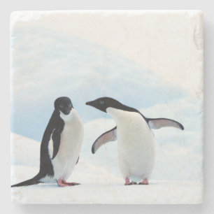 Adelie Penguins Steinuntersetzer