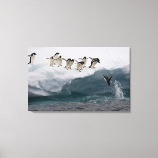 Adelie Penguins tauchen in Meer Paulette Leinwanddruck