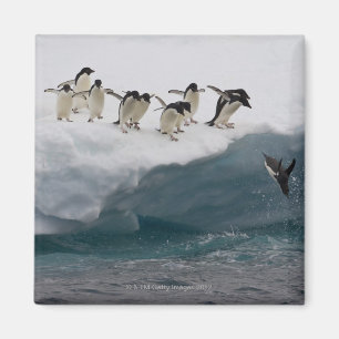 Adelie Penguins tauchen in Meer Paulette Magnet