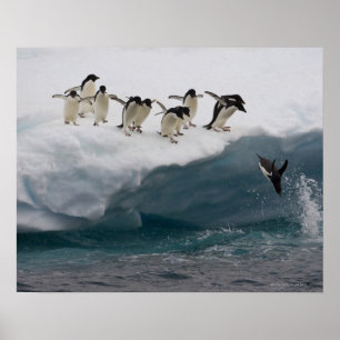 Adelie Penguins tauchen in Meer Paulette Poster