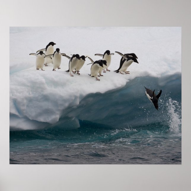 Adelie Penguins tauchen in Meer Paulette Poster (Vorne)