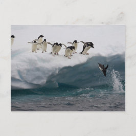 Adelie Penguins tauchen in Meer Paulette Postkarte