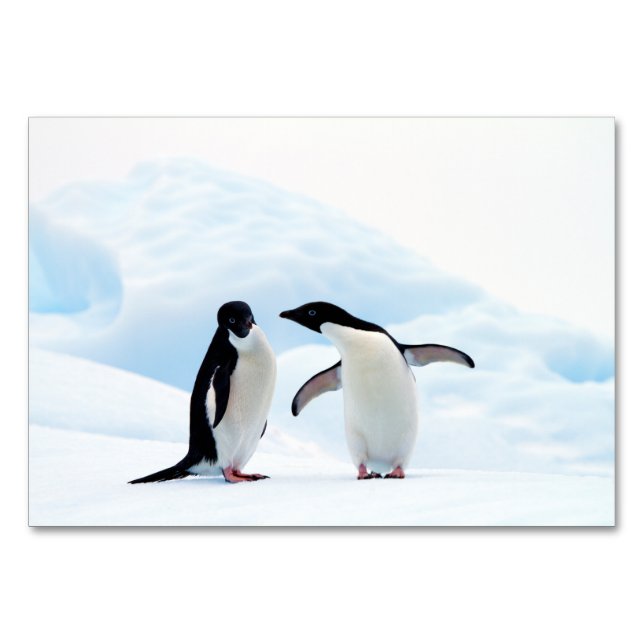 Adelie Penguins Tischnummer (Rückseite)