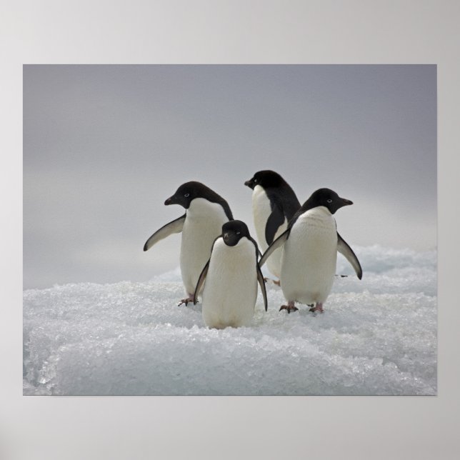 Adelie Penguins über Eisflüsse Poster (Vorne)
