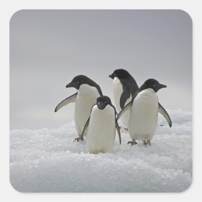 Adelie Penguins über Eisflüsse Quadratischer Aufkleber (Vorderseite)