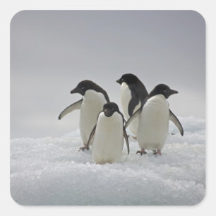 Adelie Penguins über Eisflüsse Quadratischer Aufkleber