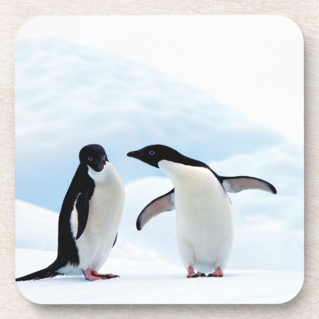 Adelie Penguins Untersetzer (Vorderseite)