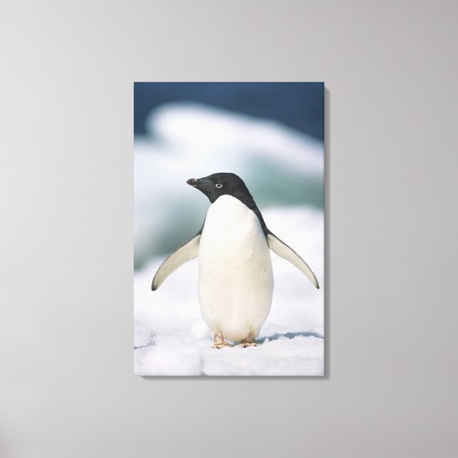 Adelie Pinguin, nah Leinwanddruck (Vorderseite)