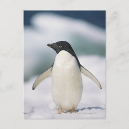 Adelie Pinguin, nah Postkarte