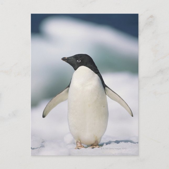 Adelie Pinguin, nah Postkarte (Vorderseite)