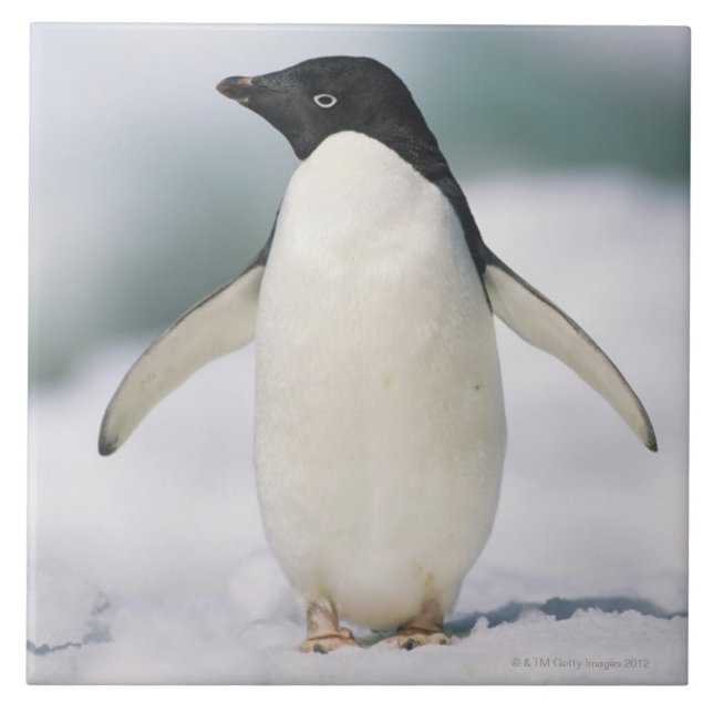 Adelie-Pinguin, Nahaufnahme Fliese (Vorderseite)