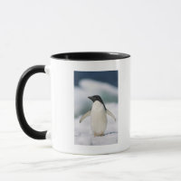 Adelie-Pinguin, Nahaufnahme