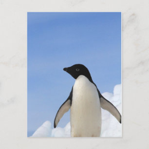 Adelie-Pinguin Postkarte