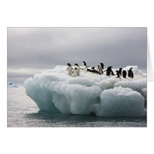 Adelie-Pinguin Pygoscelis adeliae),