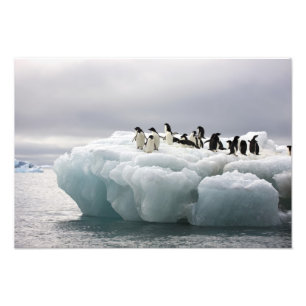 Adelie-Pinguin Pygoscelis adeliae), Fotodruck