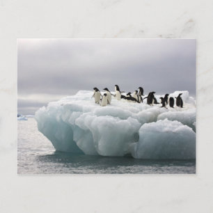 Adelie-Pinguin Pygoscelis adeliae), Postkarte