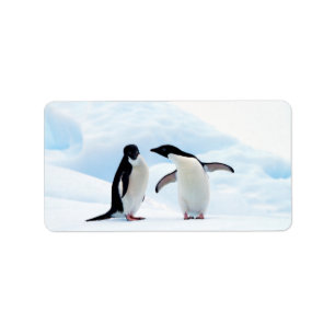Adelie-Pinguine Adressaufkleber