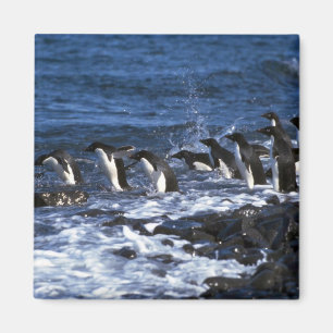 Adelie-Pinguine Magnet