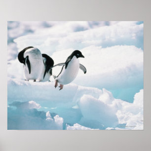 Adelie Pinguine (pygoscelis adeliae) Antarktis Poster